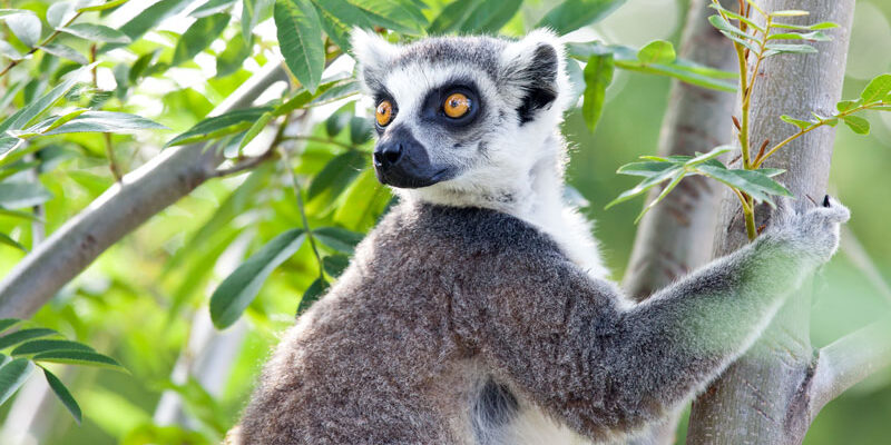 Madagascar-adventure-exploring-wildlife-landscapes-and-local-running-tales-lemur-of-madagascar-2024-12-06-03-03-45-utc Madagascar-adventure-exploring-wildlife-landscapes-and-local-running-tales-lemur-of-madagascar-2024-12-06-03-03-45-utc